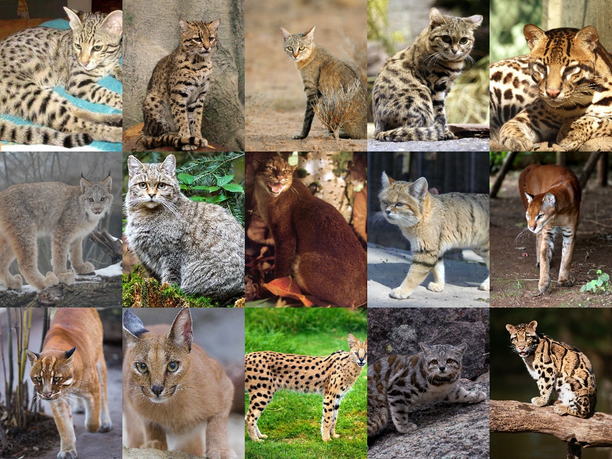 Small and Medium-Sized Wild Cats